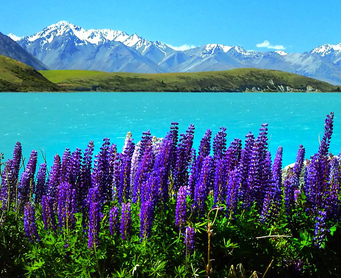 The Governor Blue Russell Lupine Seeds – For 2025 Planting Deep-Blue Lupinus