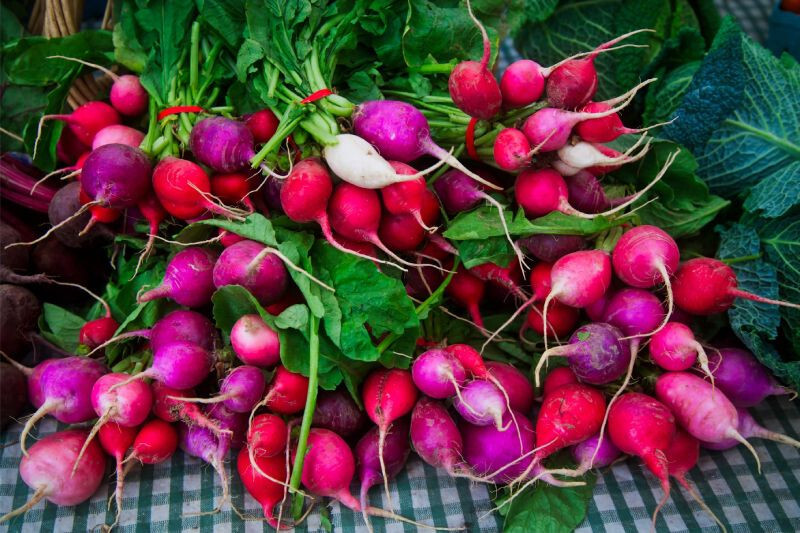 500+ Easter Egg Radish Seeds for Garden Planting – USA – FREE SHIPPING!