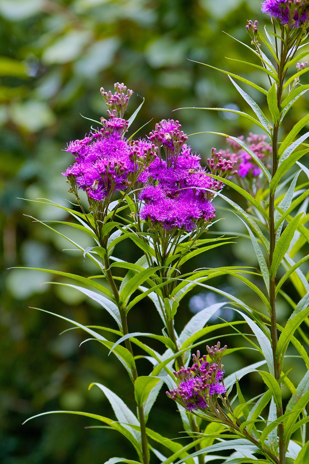 250 PURPLE IRONWEED Vernonia Fasciculata Flower Seeds