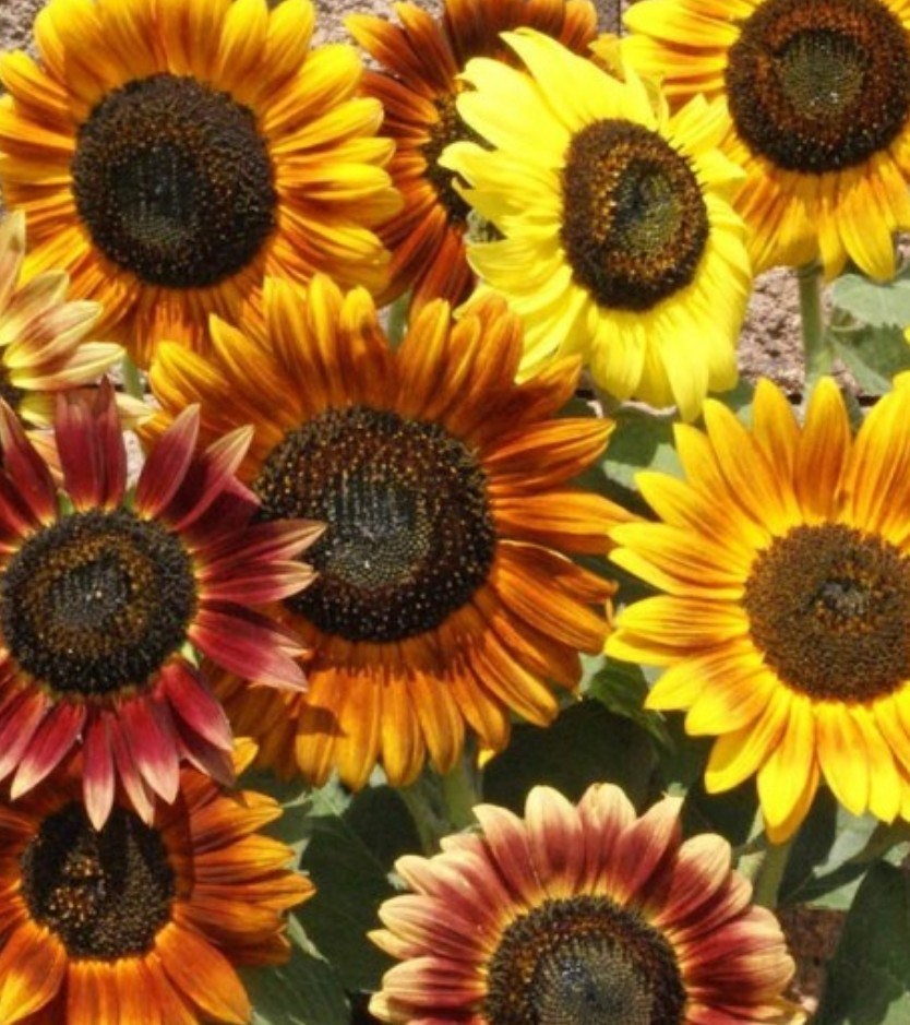 75+ Autumn Beauty Sunflower Seeds **Fresh Seeds** ~~Free Shipping~~