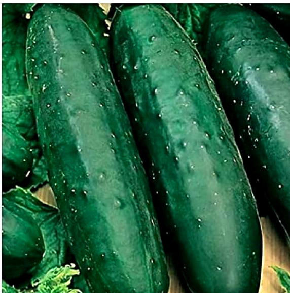Marketmore 76 Cucumber Seeds 30 SEEDS NON-GMO –BUY (4) ITEMS FREE SHIPPING