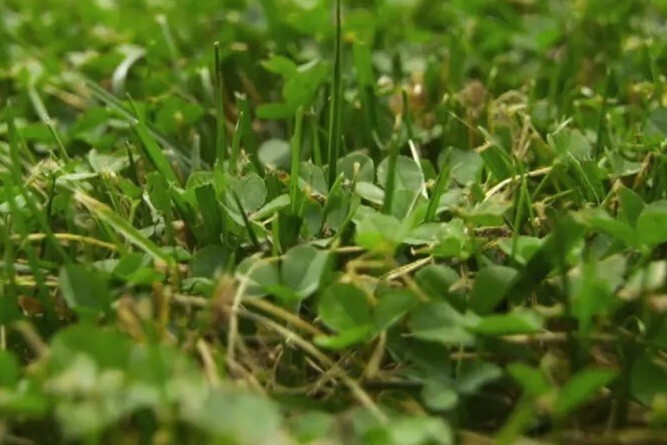 Micro clover seeds 5000-8000 seeds