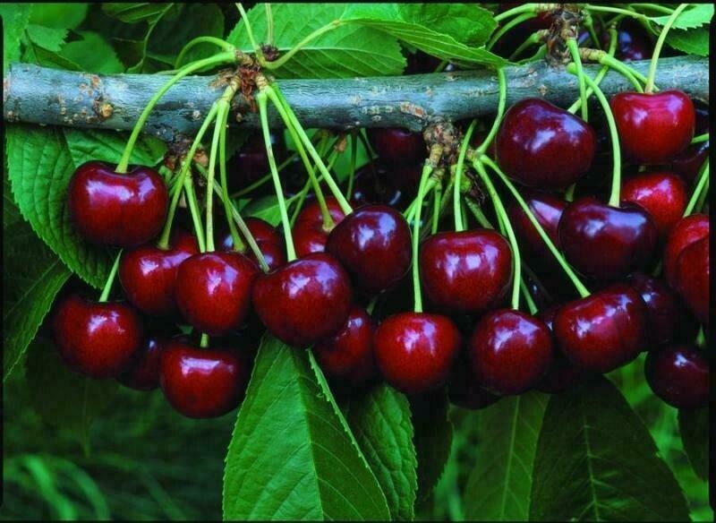 20PCs Cherry Seeds Organic Seeds Fruit Seeds Bonsai Tree High seed in the Garden
