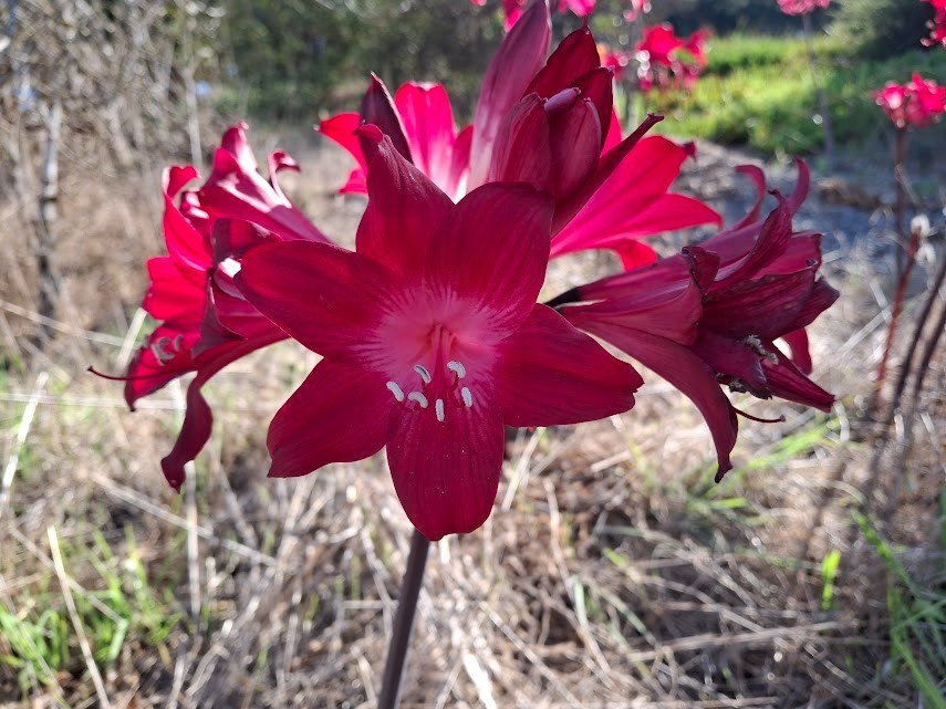 1 Amaryllis Belladonna RED Hybrid ~ Large Bulb bloomed 2021- not Hippeastrum