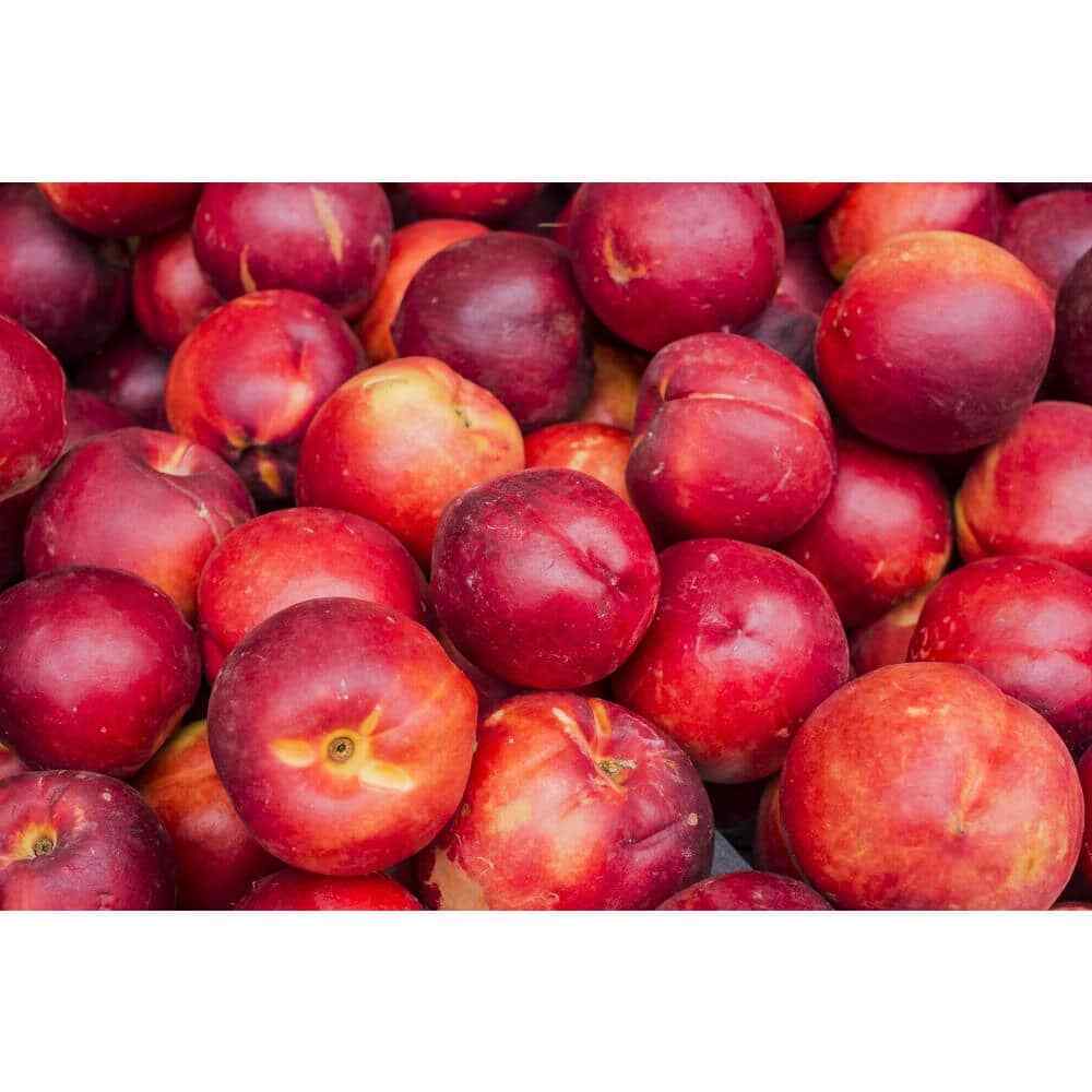 Independence Nectarine Bare-Root Tree 3-4 Feet Tall