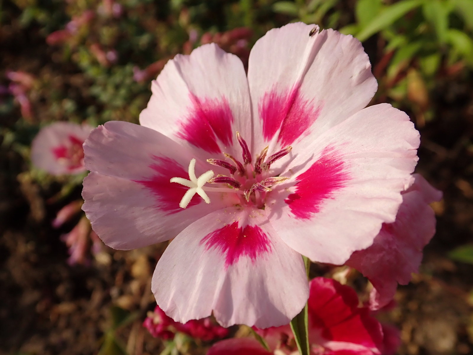 1,000 GRACE ROSE PINK FAREWELL TO SPRING Seeds (Clarkia amoena) | Free shipping