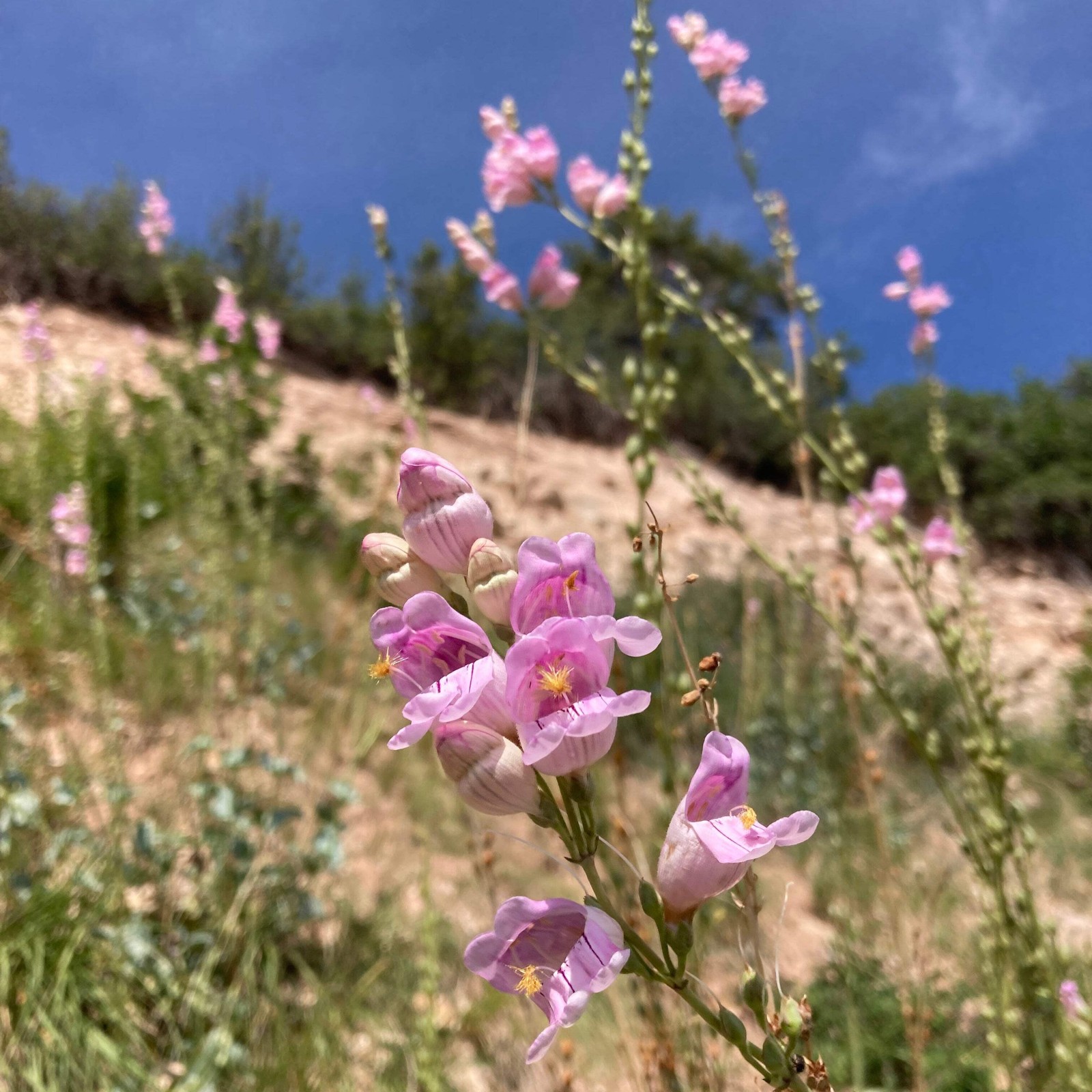 Palmer’s Scented Penstemon Seeds, Beardtongue (Penstemon palmeri) ~Wildflower