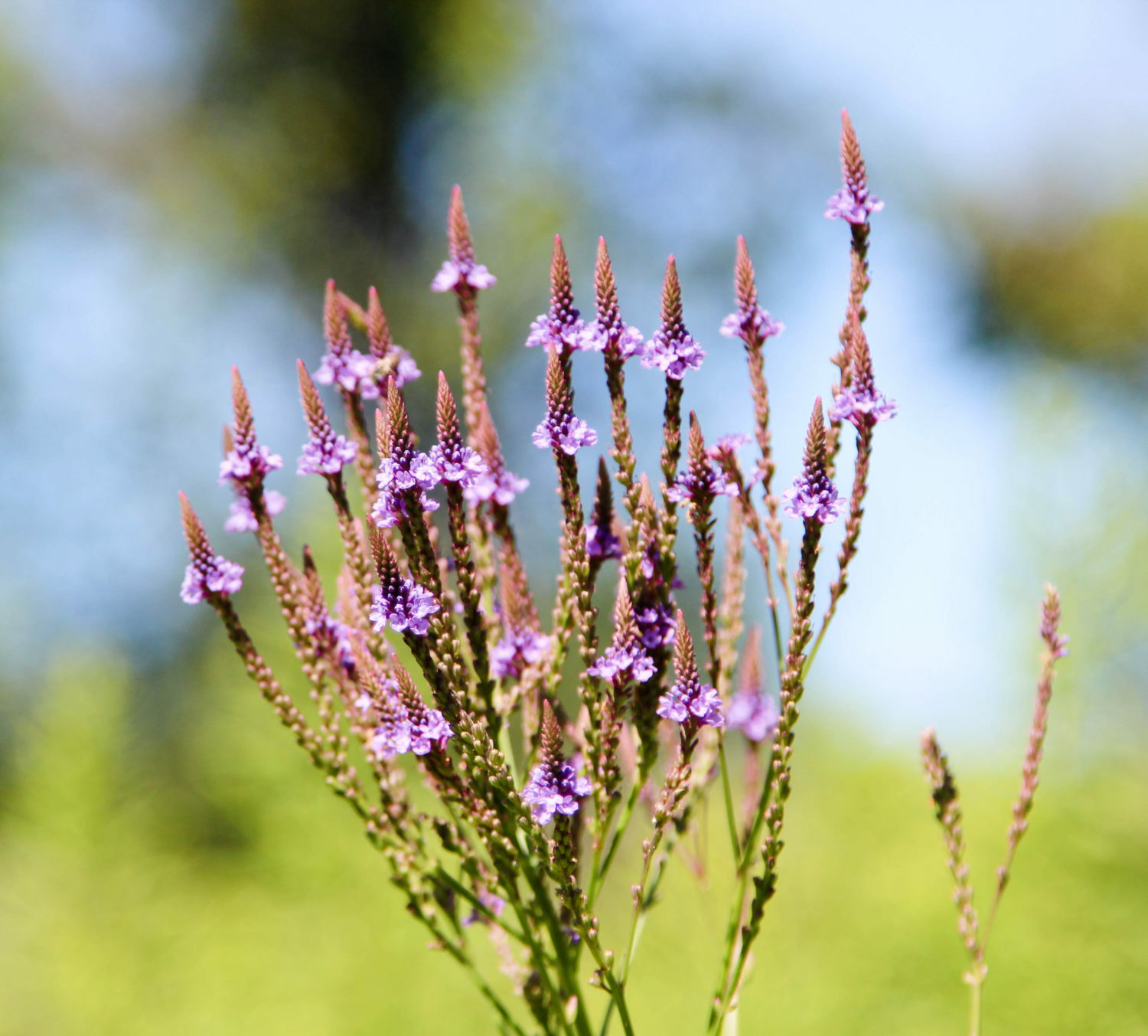 201+BLUE VERVAIN Seeds Native Wildflower Herb Tea Perennial Drought Garden Easy
