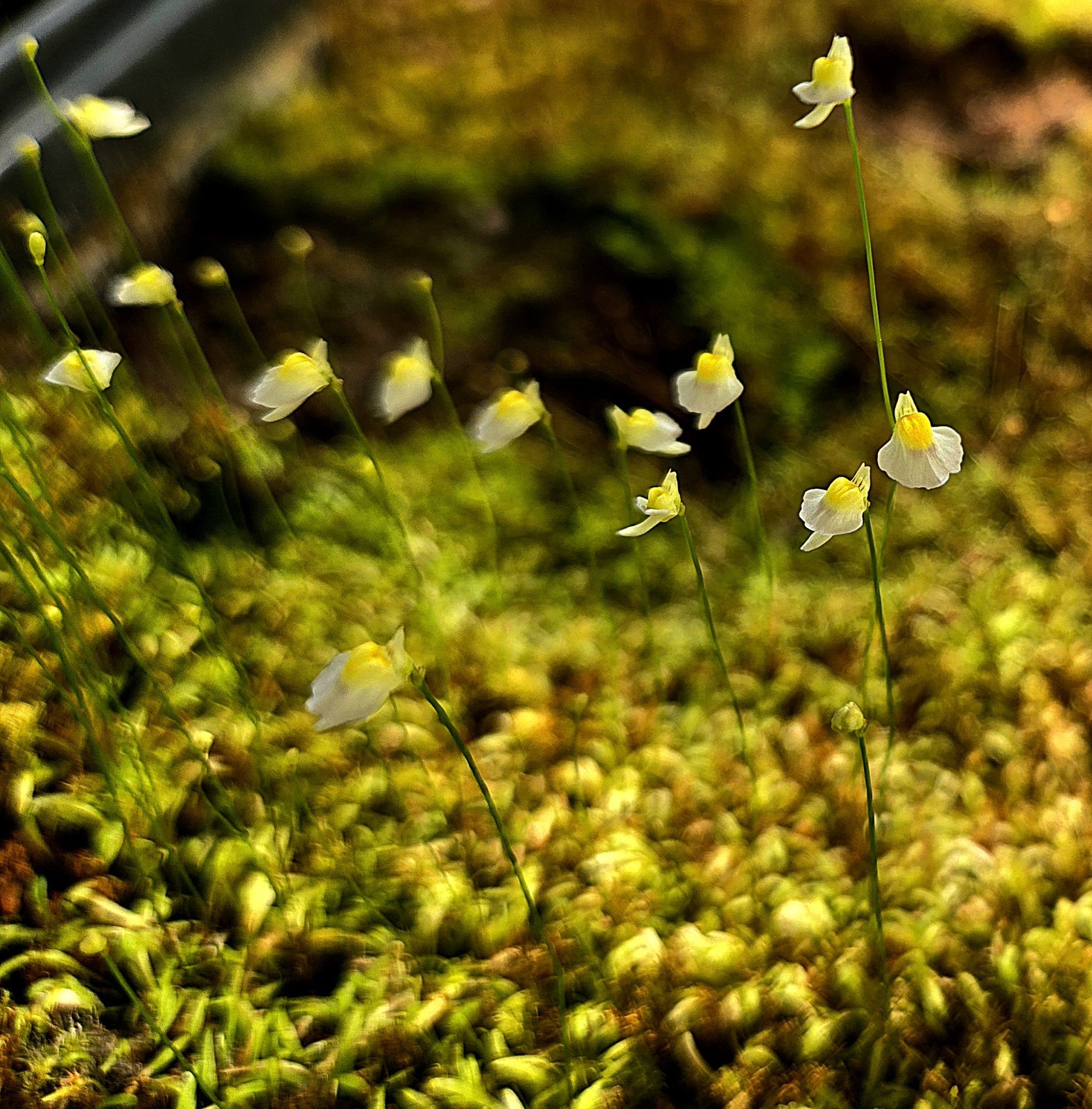 BLADDERWORT 3 PACK- (LIVE) Blanchetii, Subulata, Bisquamata