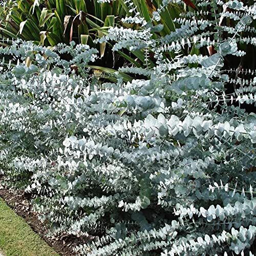 10 Baby Blue Seeds, Silver Leaved Mountain Gum, Powdered Gum, Mountain Silver Se