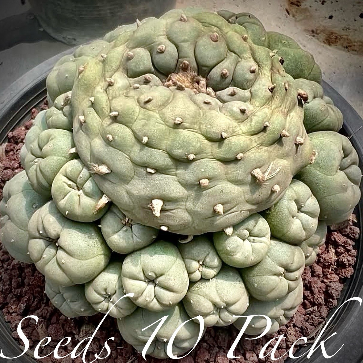 RARE SEEDS (10pk) F… v. “Sierra Zavaleta” x10 (Ten) Cactus US SELLER