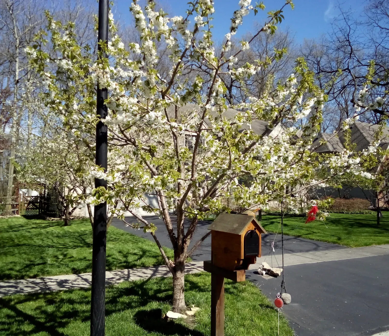 One Hundred Fifty (150) Red Sweet Cherry Tree Seeds Pits Cherries Bing-like 2025