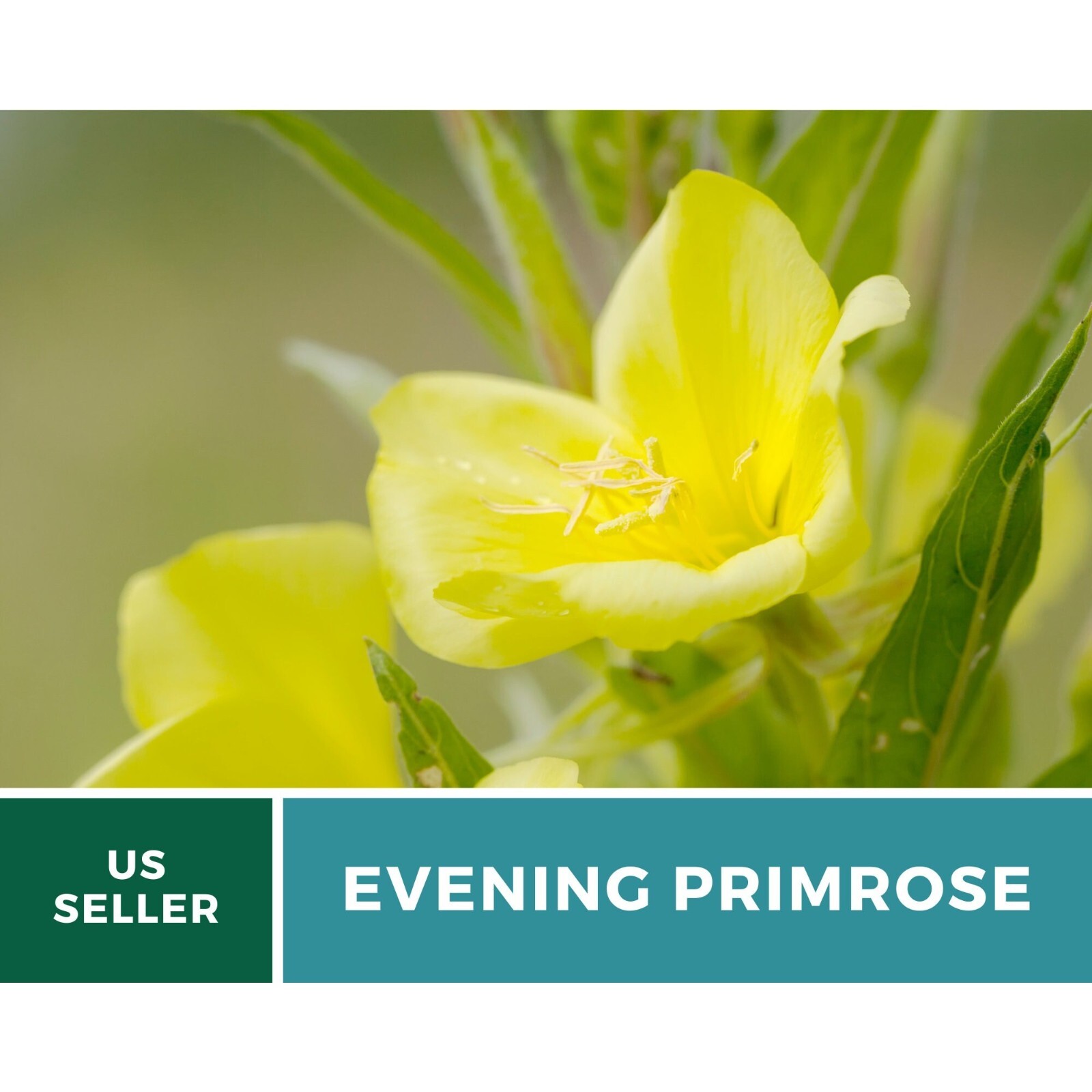Evening Primrose seeds – Heirloom Flower (Oenothera biennis)