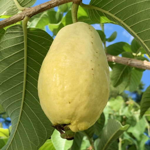 50+ Egyptian Yellow Guava Seeds for Garden Planting – USA – FREE SHIPPING!