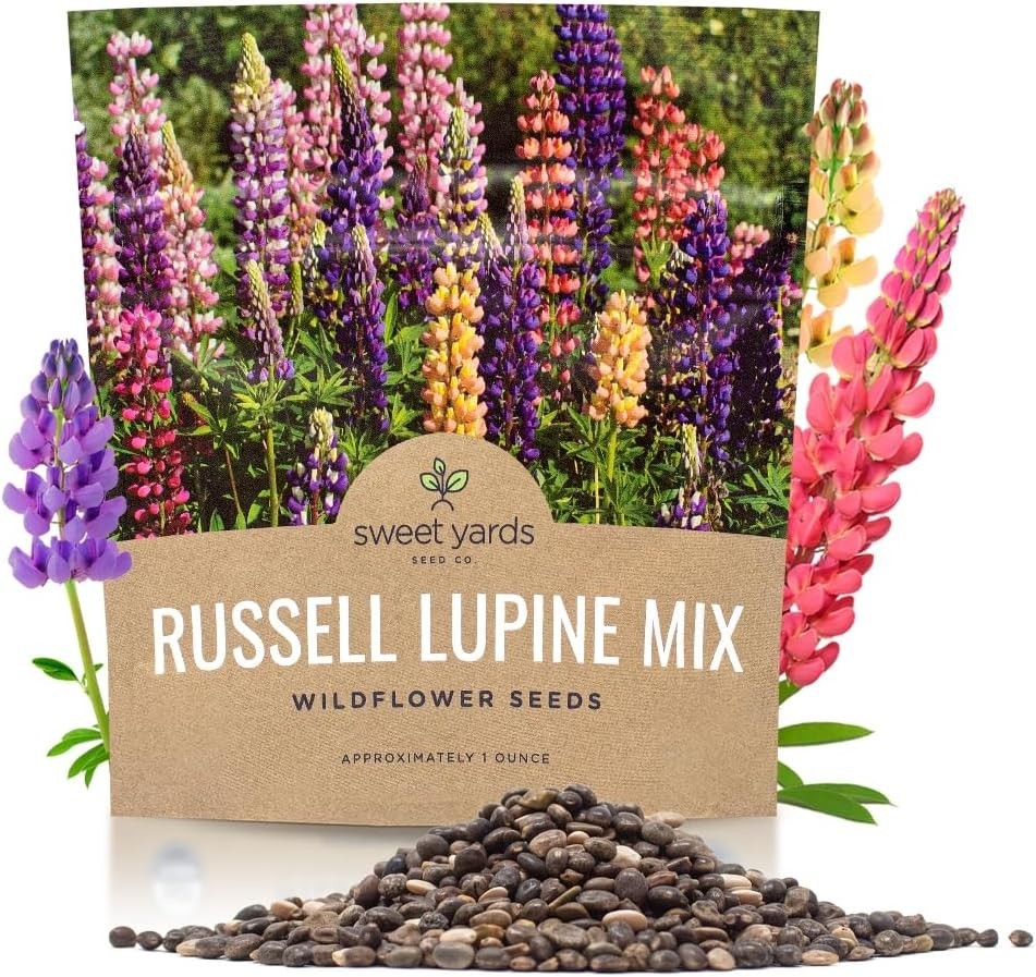 Russell Lupine Seeds – Extra Large Packet – Over 1,300 Open Pollinated Non-GM…