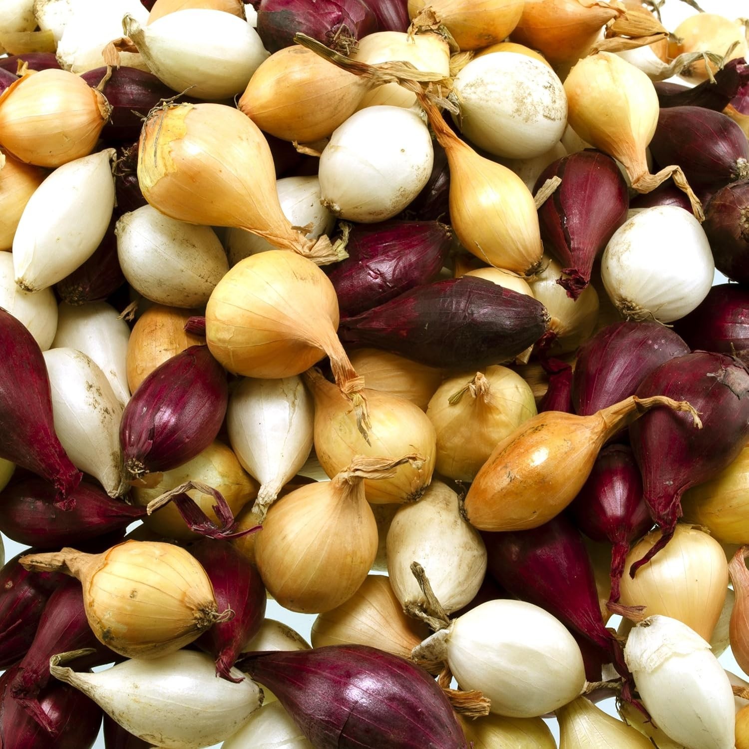 High Germination 50+ Count Mixed Onion Set – Red, Yellow & White Varieties