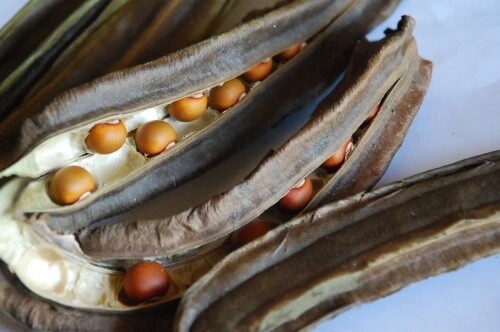 Organic Winged Bean Seeds – Dragon Bean – Đậu Rồng – new Season – FREE SHIPPING.