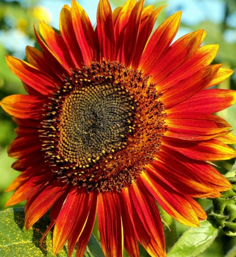 RED SUN SUNFLOWER SEEDS 50+ annual FLOWER garden 60″ HEIGHT helianthus annuus