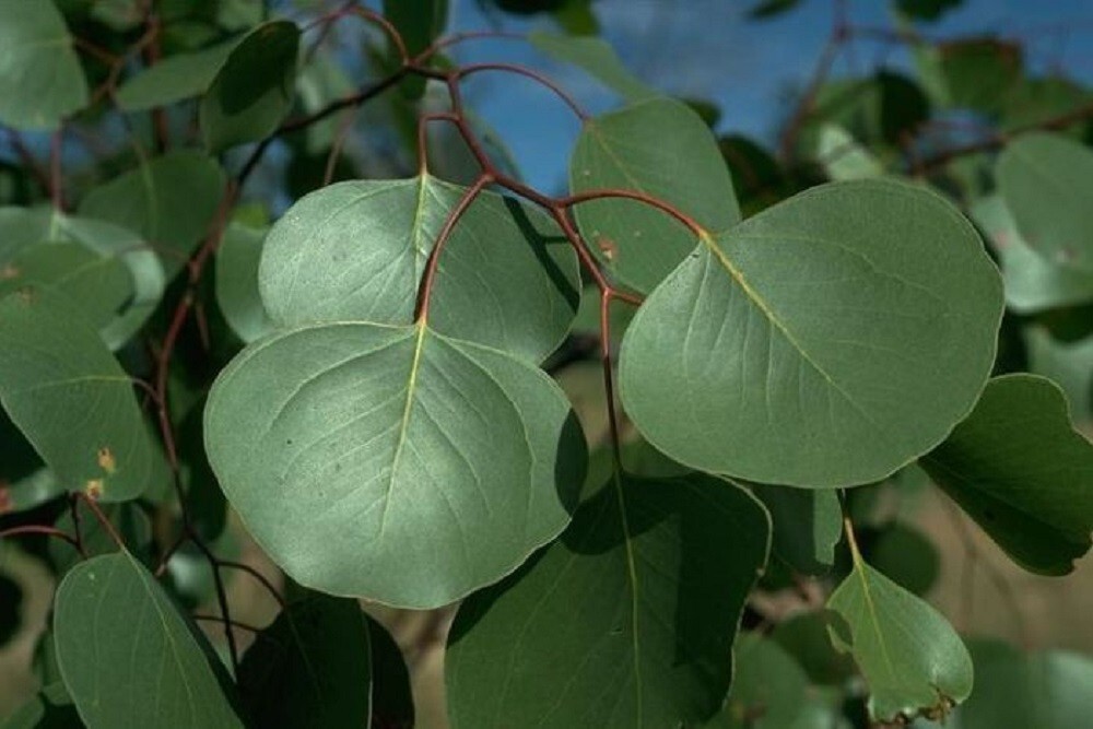 Bimble Box Eucalyptus Seeds 25 Tree Seeds
