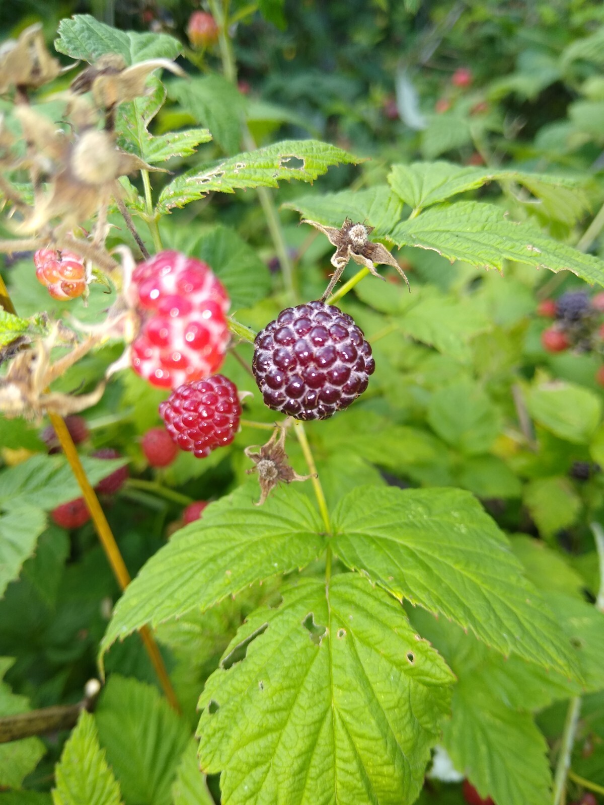 ORGANIC BLACK RASPBERRY 250+ Seeds, Fresh, Made in USA