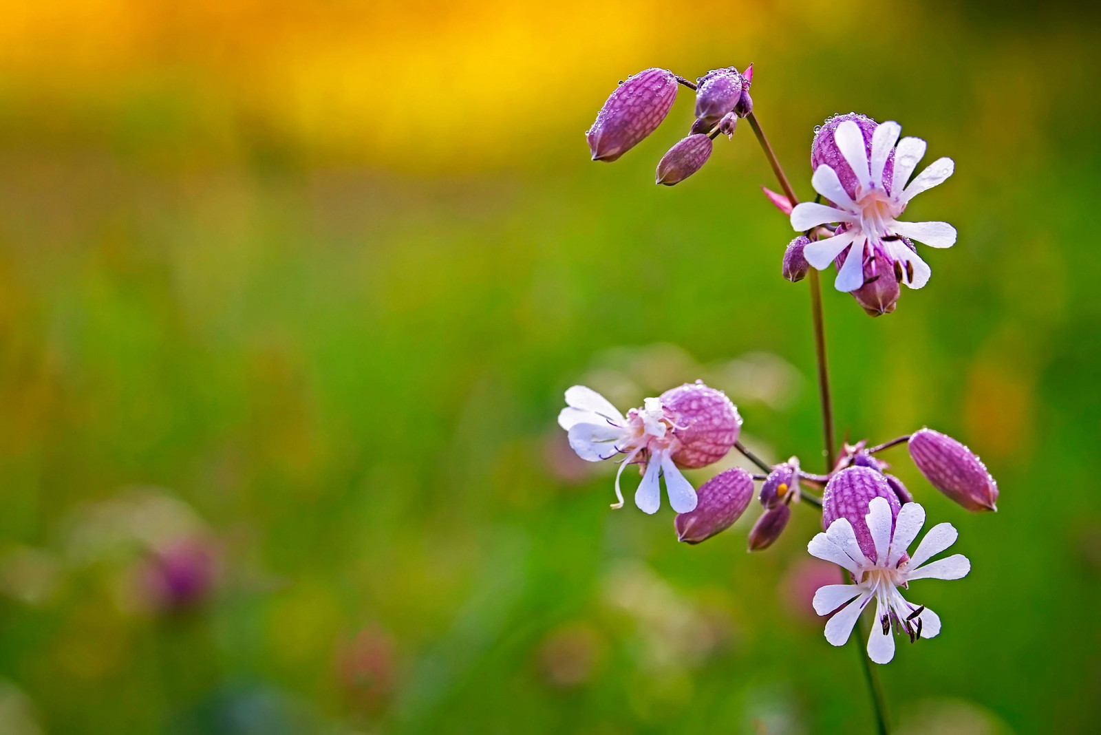 100 MAIDENSTEARS Silene Vulgaris Bladder Campion Pink & White Flower Seeds