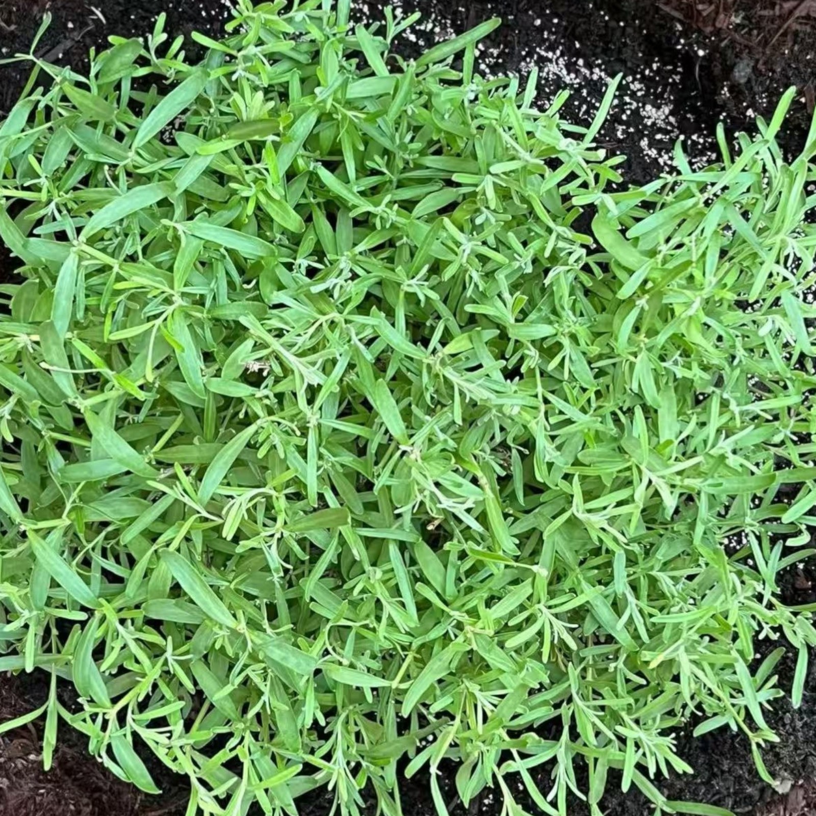1000 Lavender Seeds – Fragrant Perennial Herb for Gardens Borders Zones 5–9