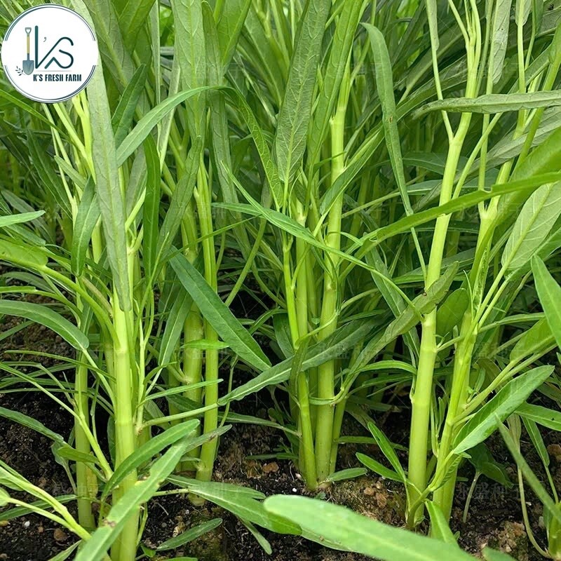 200+ pcs TRIPLE-STEM WATER SPINACH SEEDS, Ong Choy, Kangkong, RAU MUỐNG BA CHẠC