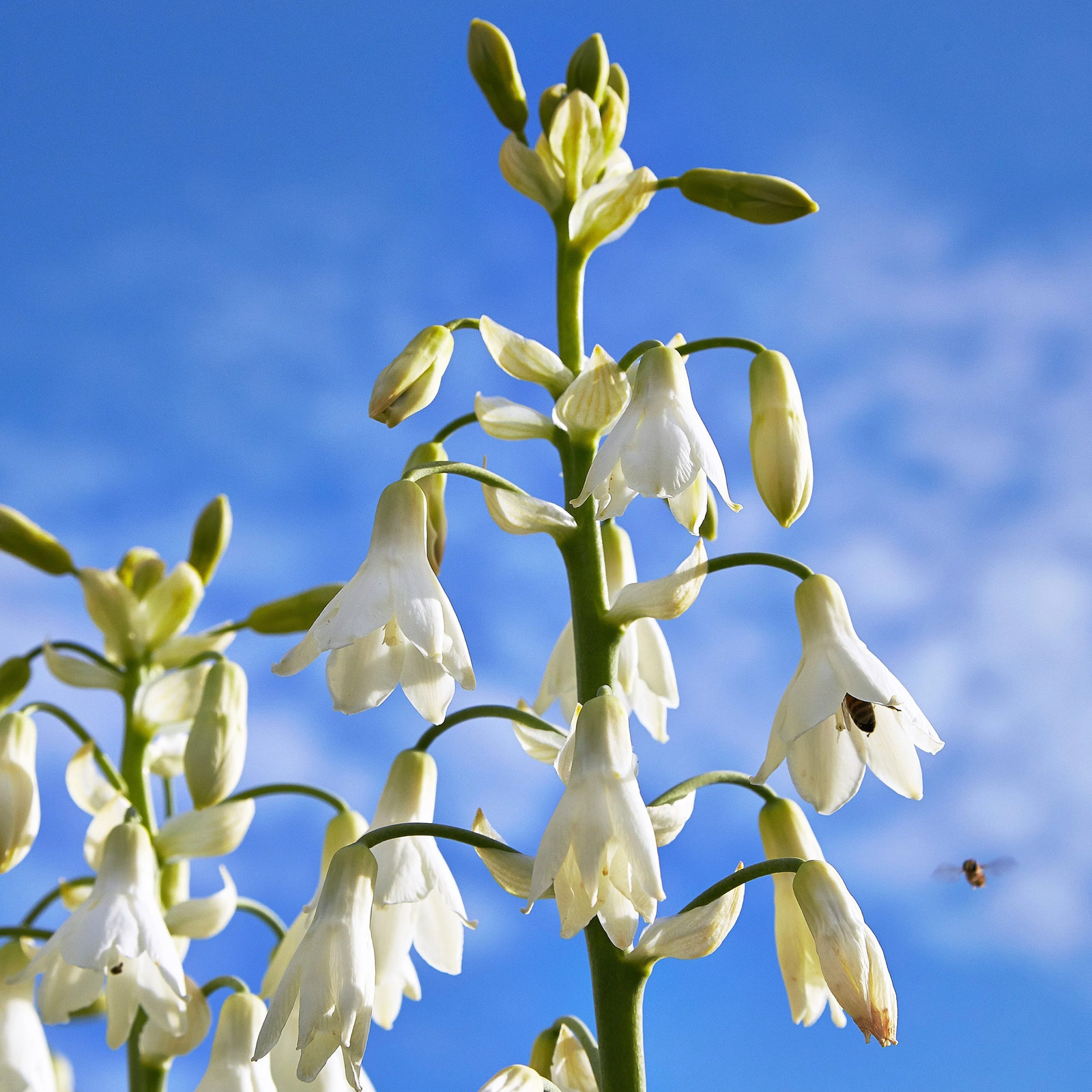 10 WHITE AFRICAN HYACINTH Cape Giant Summer Spire Lily Ornithogalum Flower Seeds