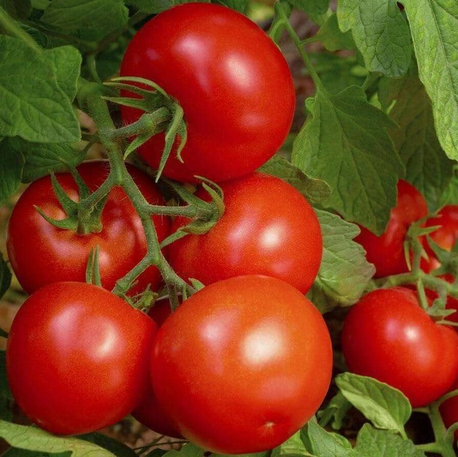 BONNY BEST TOMATO SEEDS 20+ INDETERMINATE GARDEN vegetables SAUCE FREE SHIPPING
