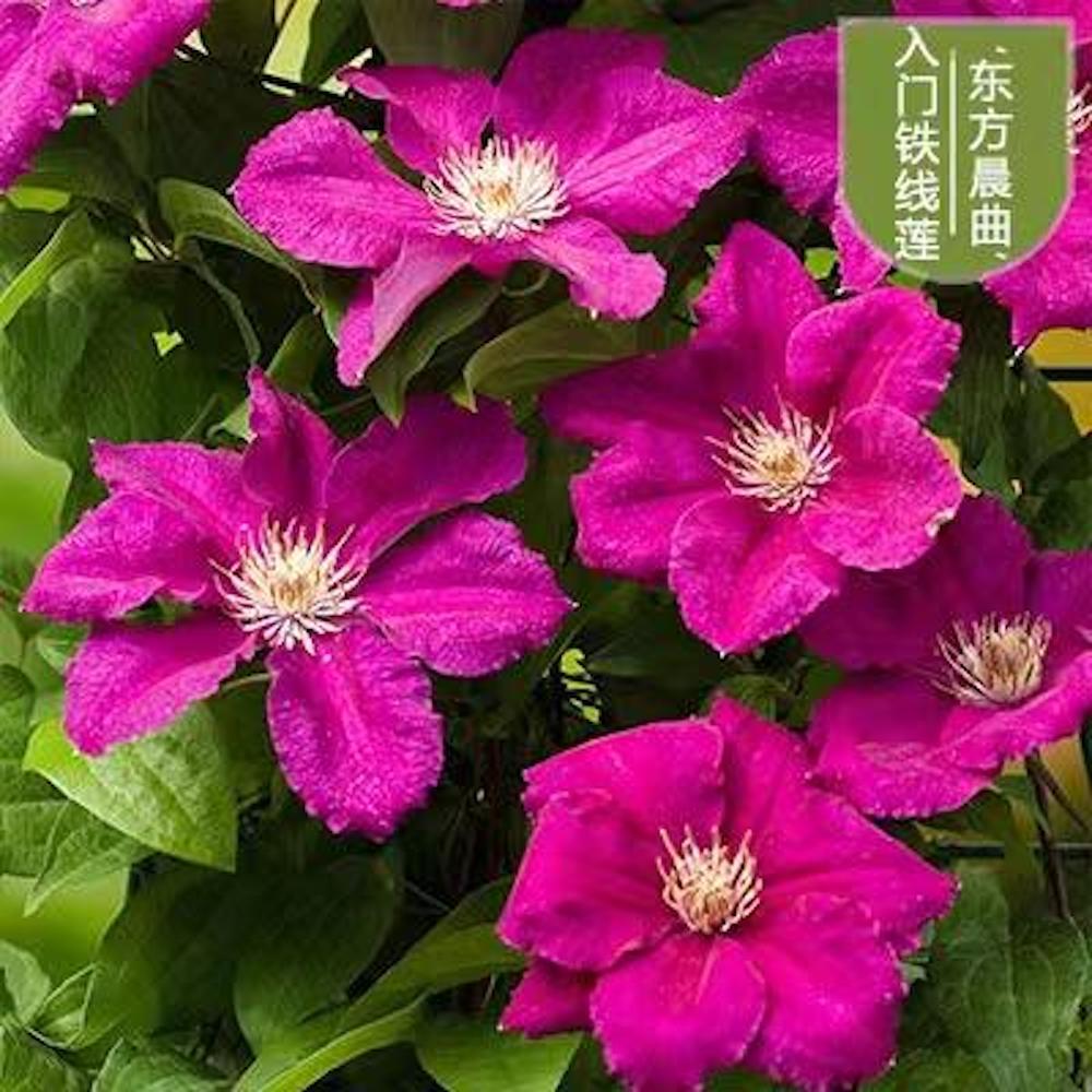 20 CLEMATIS FLOWER SEEDS rare exotic bloom plant garden climber germination