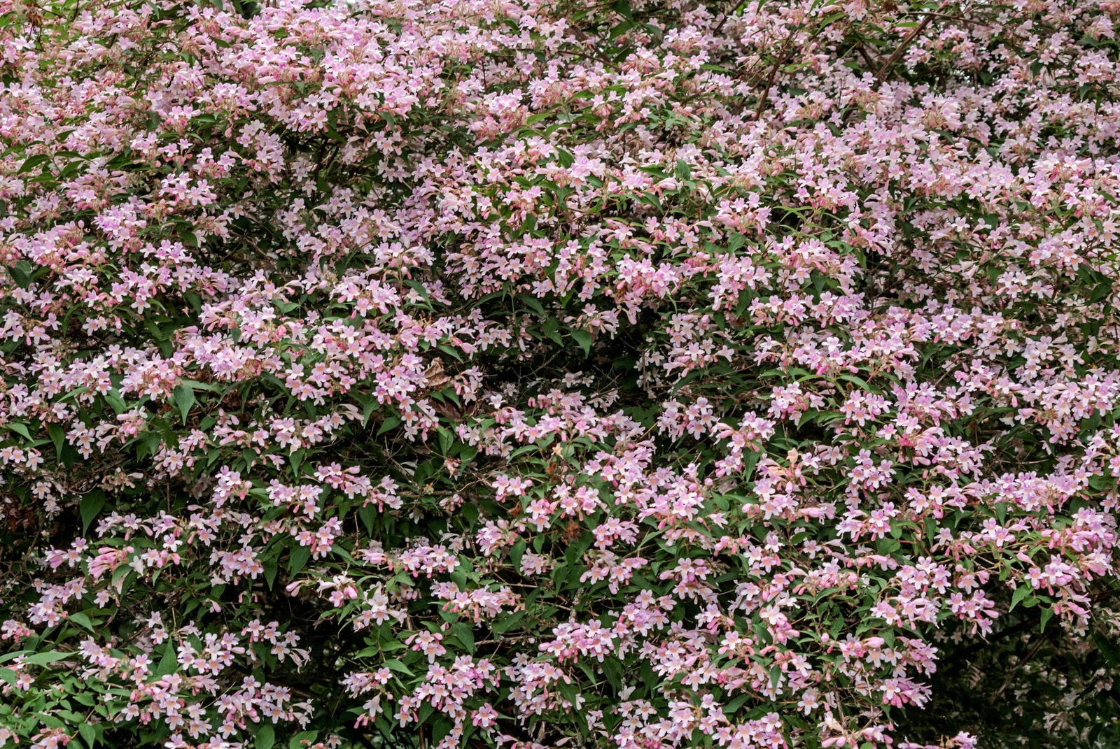 10 BEAUTY BUSH SHRUB Beautybush Kolkwitzia Amabilis Flower Seeds *Flat S/H