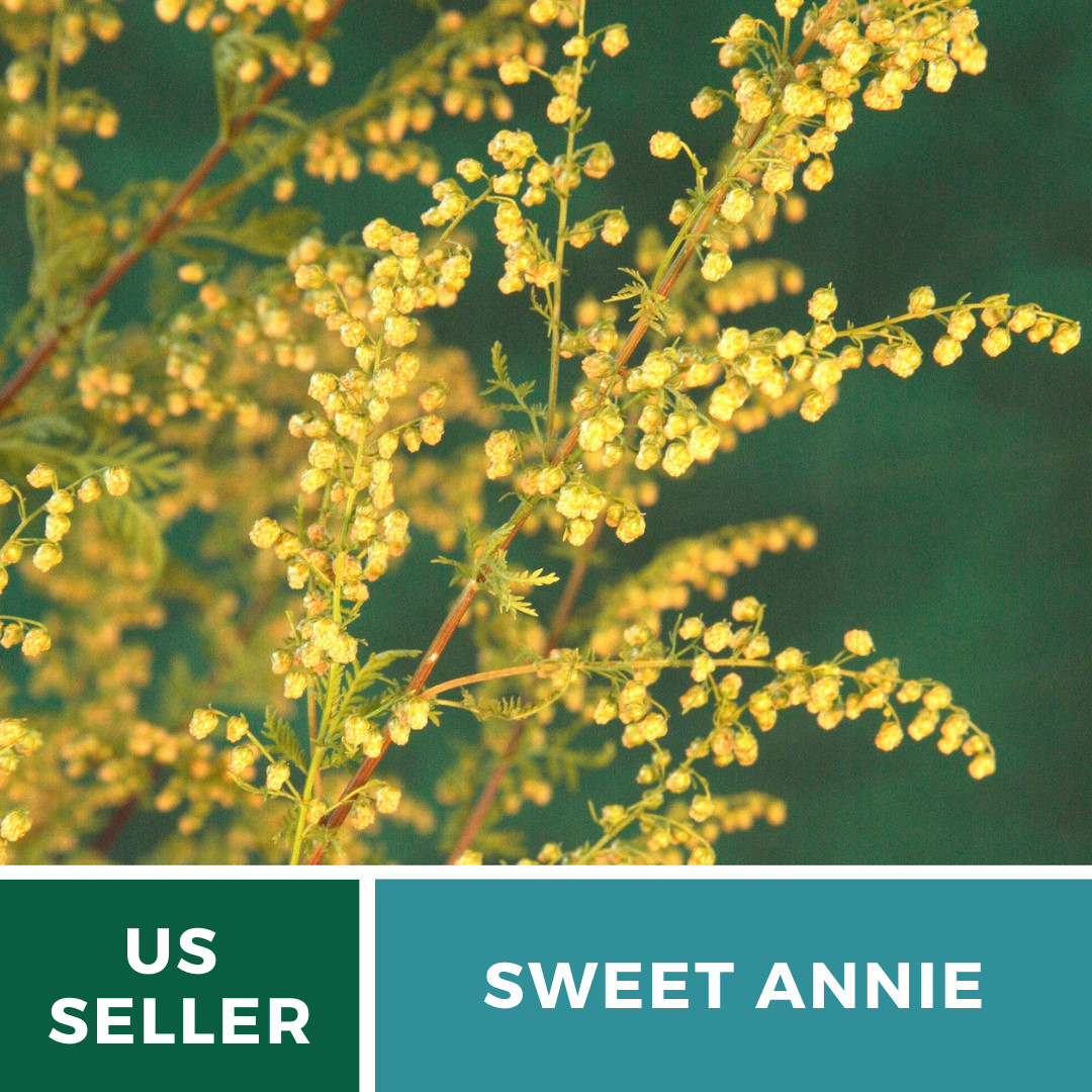 Sweet Annie – 50 Seeds – Medicinal Herb – GMO Free (Artemisia annua)