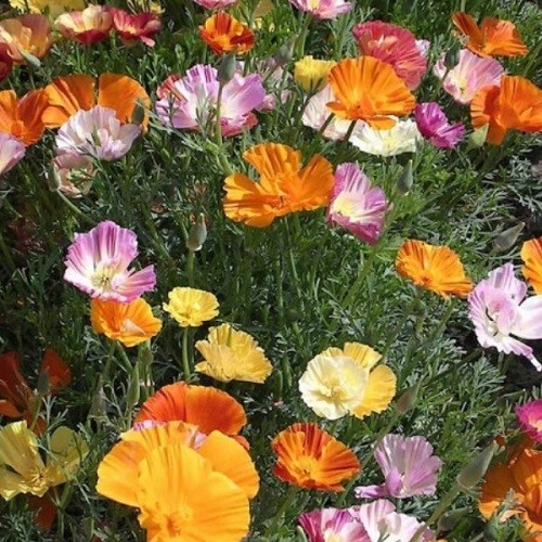 1,000 Ballerina Mix California Poppy Seeds For Planting Eschscholzia Californica