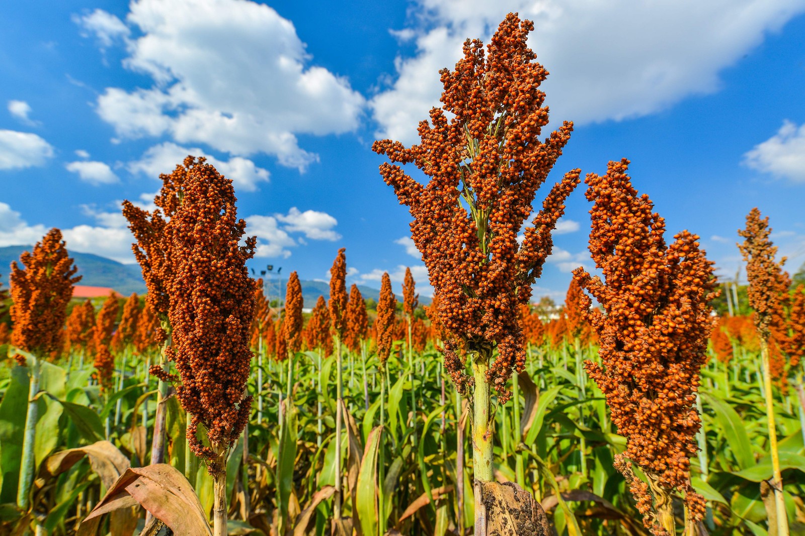 50 DELLA SORGHUM Bicolor Syrup Flour Grain Vegetable Seeds