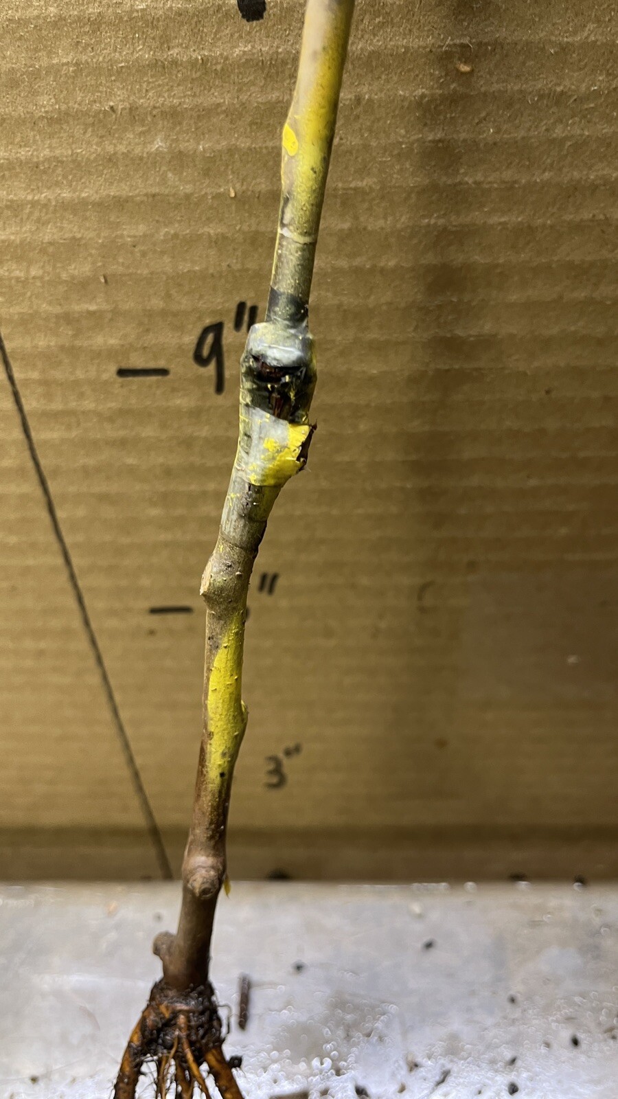 1 grafted tree Hendre Huffcap Cider Pear plant 15-18” tall