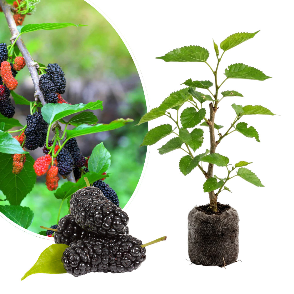 Dwarf Everbearing Mulberry Live Plant 4-6 Inches Tall Rooted Fruit Tree