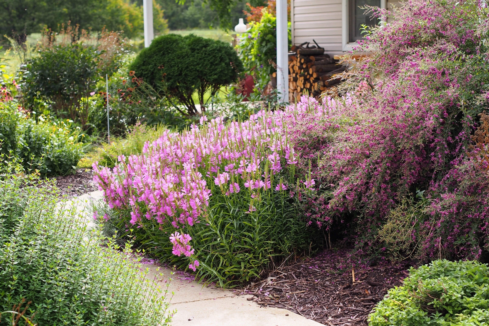100 SLENDER BUSH CLOVER Lespedeza Virginica Shrub Pink Purple Flower Seeds