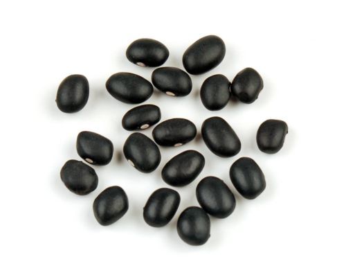 Bean Black Turtle Heirloom Garden Vegetable By Seed Kingdom 1,000 Seeds
