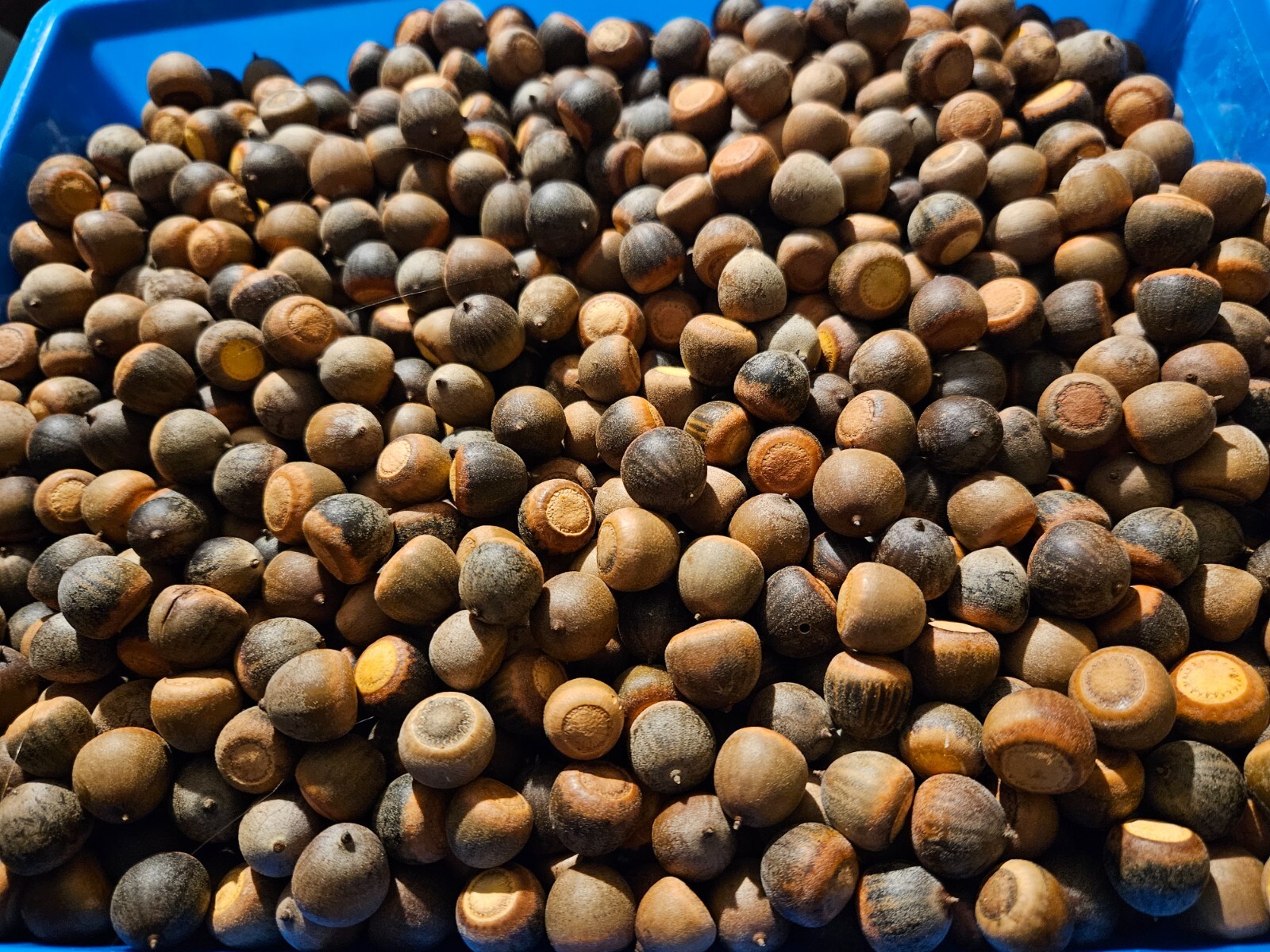 1/2 Pound Natural Live Oak Tree Acorns without Caps Seeds, squirrel food