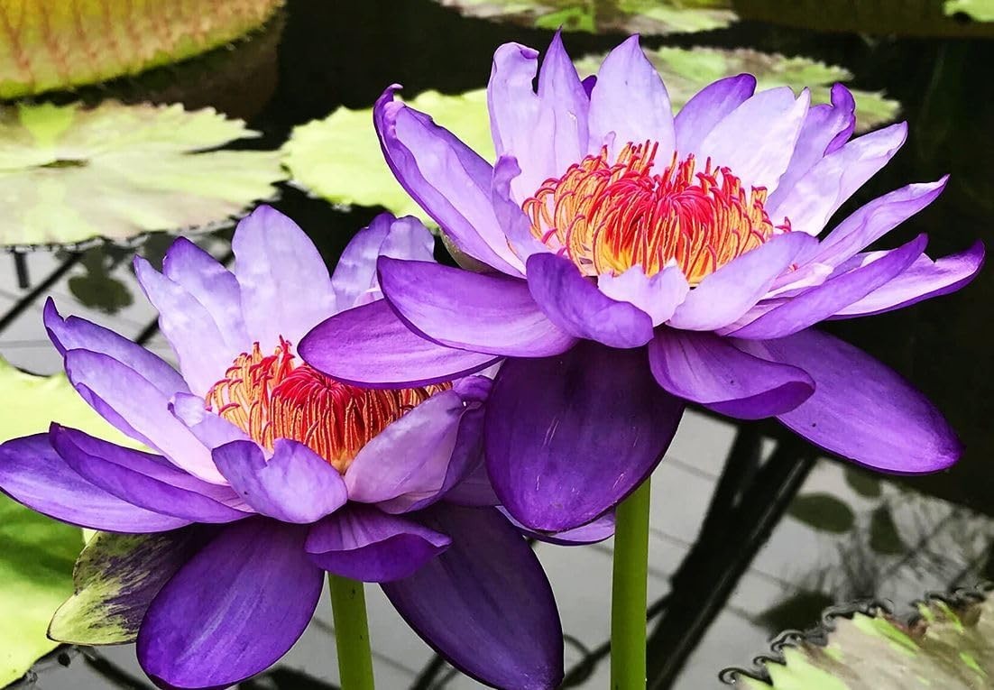 30 PCS Non-GMO Bowl Lotus Seeds – Vibrant Pink, Purple & Red Aquatic Flowers