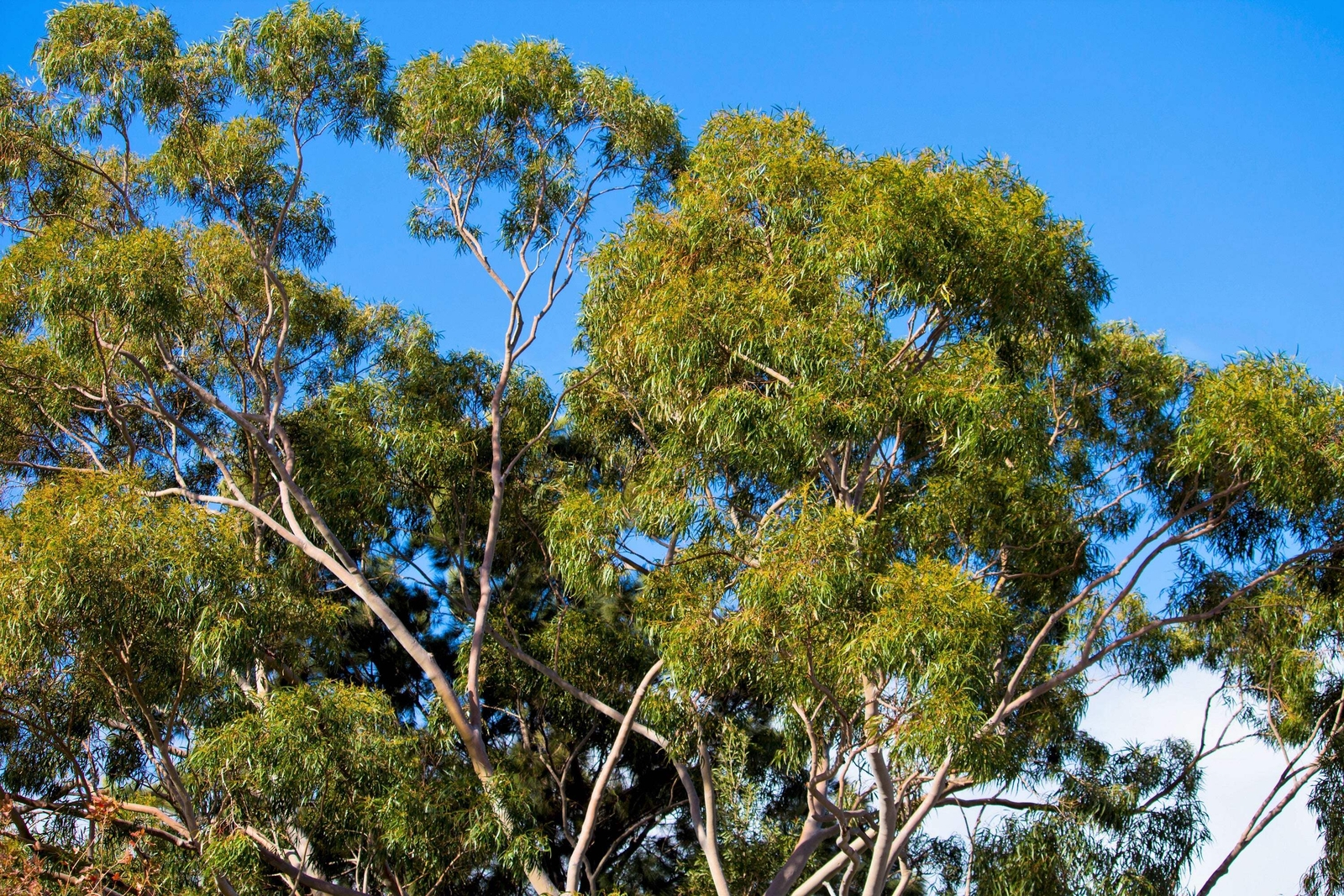 50 LEMON SCENTED EUCALYPTUS Citriodora Tree Lemon Bush Spotted Gum Flower Seeds