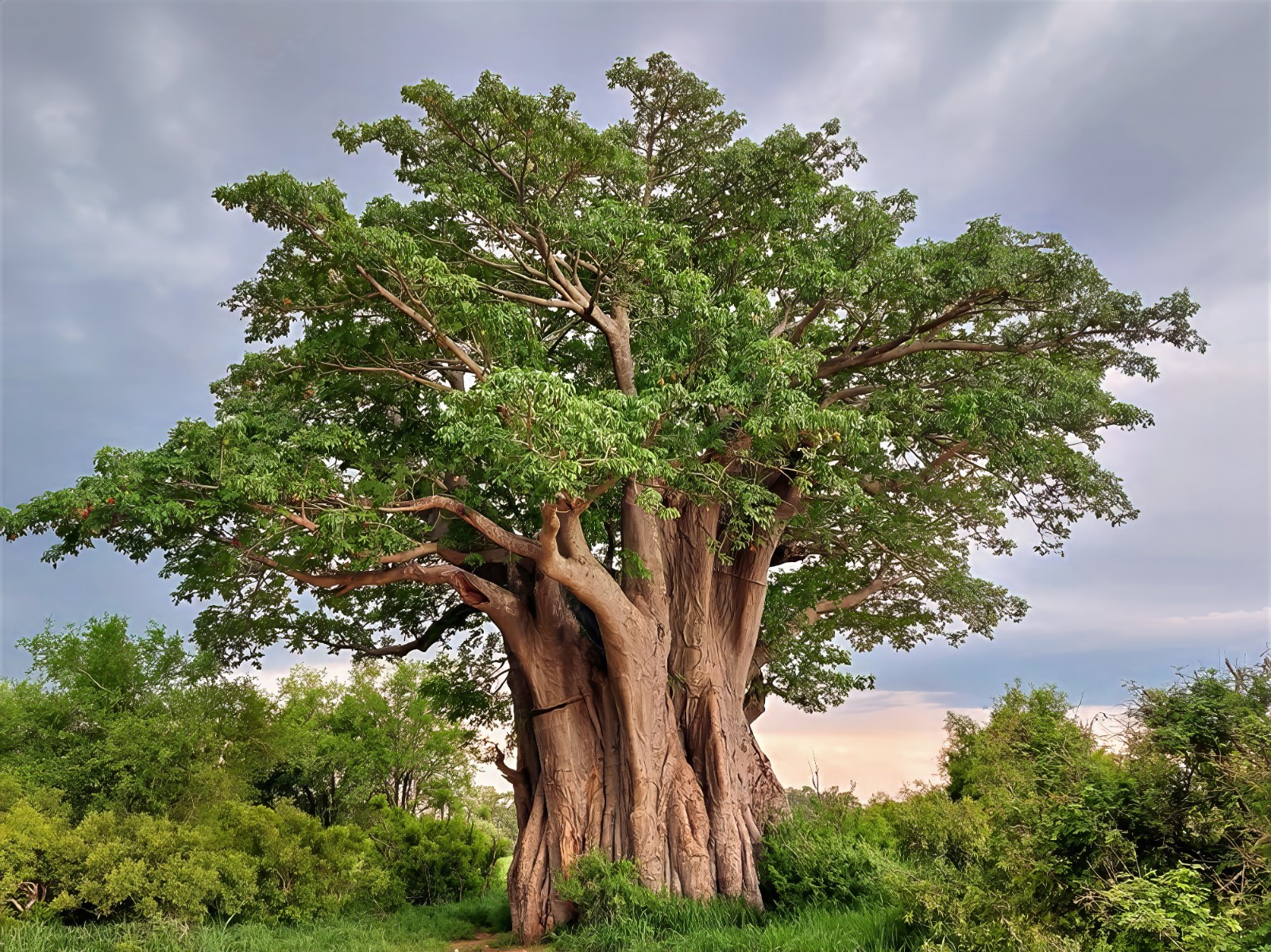 5 Baobab Seeds Adansonia digitata “Tree of Life” Rare Monkey Bread Bonsai Plant
