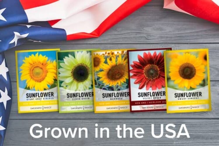 Sunflower Growing Kit – 5 Giant & Colorful Sunflowers Gifts for Women – Non