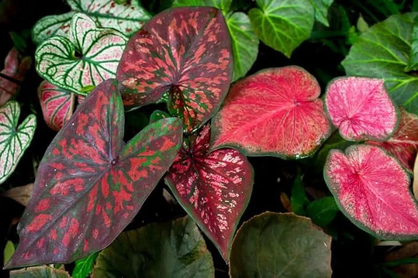 Caladium Bulbs Live Plant (5 Count) 60″ Mixedcolor
