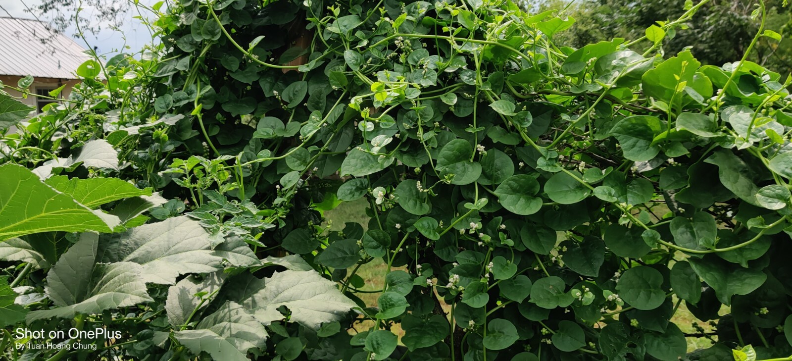 100+ Green Malabar Spinach Seeds /Ceylon /Mồng Tơi  for 2024 season USA Seller