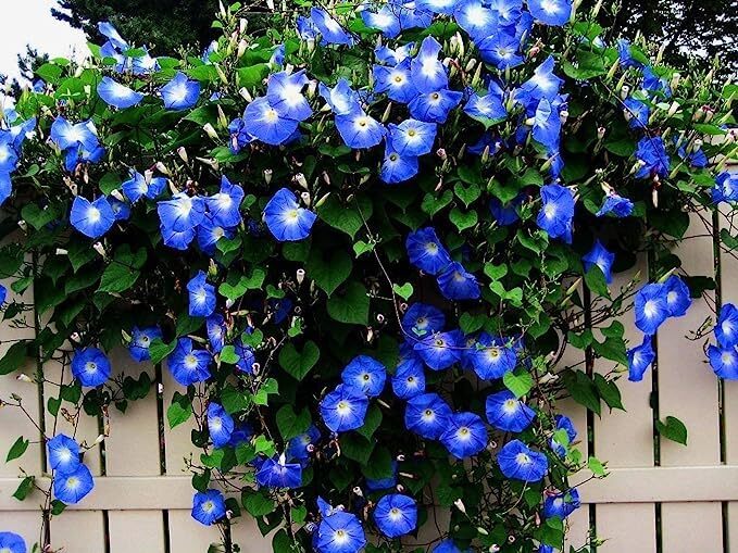 Vine Seeds for Planting – Grow Amazing Vines for Landscaping, Wall or Fence Vine