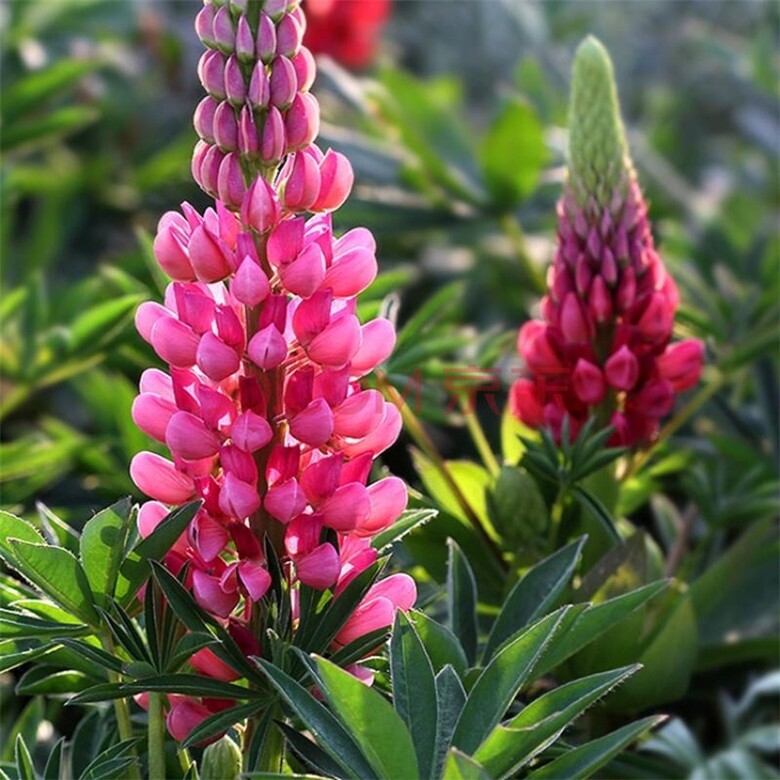 20 SEEDS hot pink LUPINE lupin flower exotic bush garden bed plant USA Seller