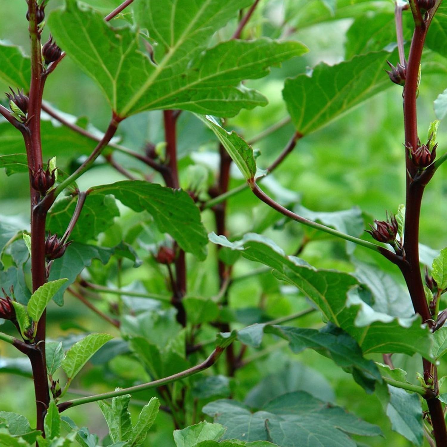 Red Roselle Hibiscus Seeds – 50 Count