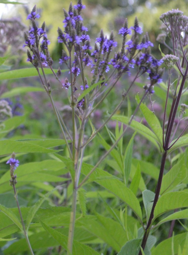 1 gram+ Blue Vervain Seeds/Verbena Hastata/Native Eastern US/Deer Resistant