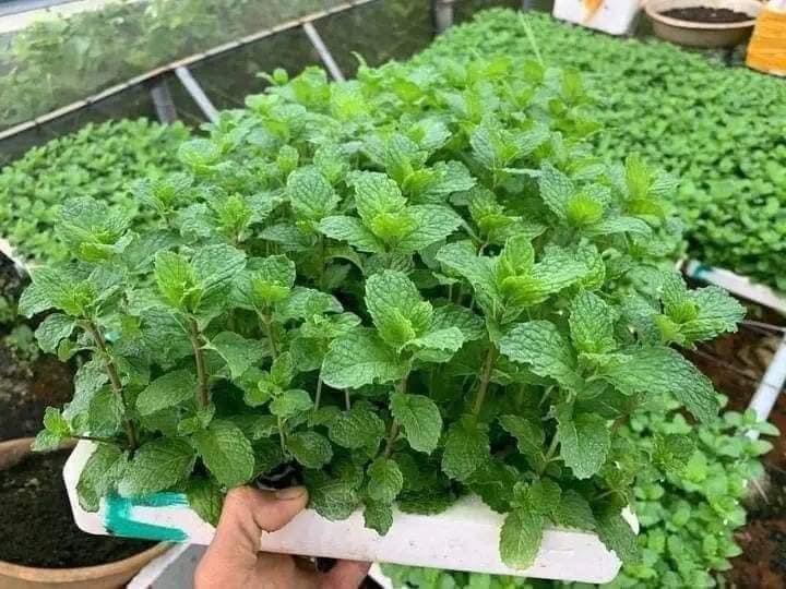 3 Bags Vietnamese Mint Rau Hung Lui Easy to Grow, Delicious!! Rau Thom 500 Seeds